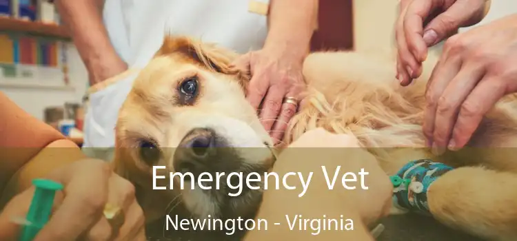 Emergency Vet Newington - Virginia