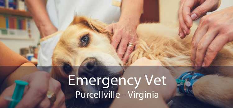 Emergency Vet Purcellville - Virginia