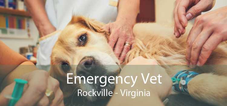 Emergency Vet Rockville - Virginia