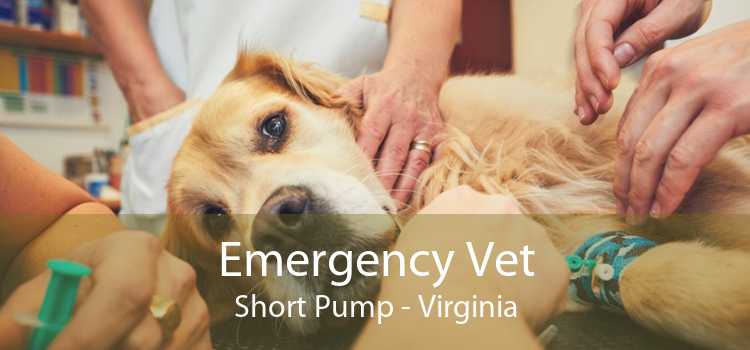 Emergency Vet Short Pump - Virginia