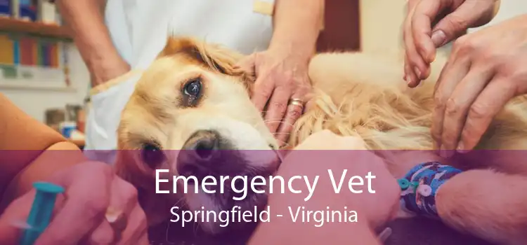 Emergency Vet Springfield - Virginia