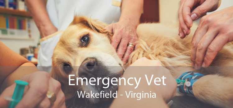 Emergency Vet Wakefield - Virginia
