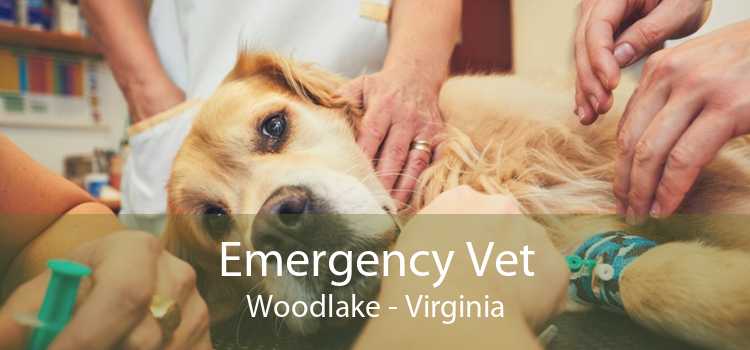 Emergency Vet Woodlake - Virginia
