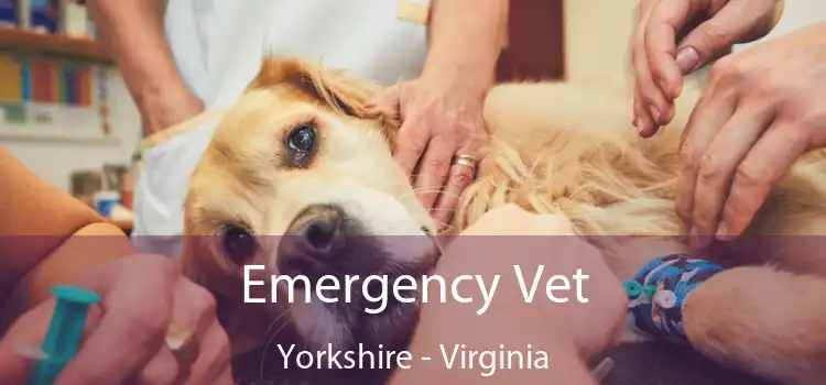 Emergency Vet Yorkshire - Virginia