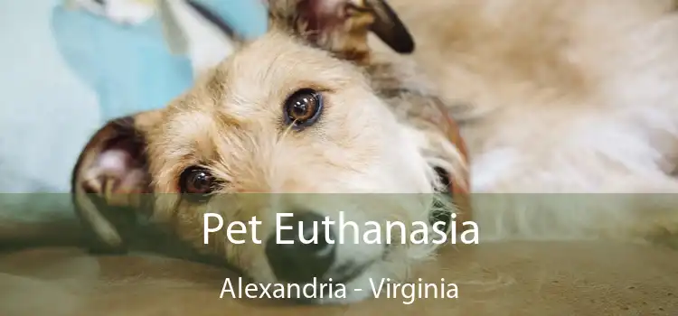 Pet Euthanasia Alexandria - Virginia