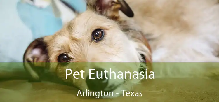 Pet Euthanasia Arlington - Texas