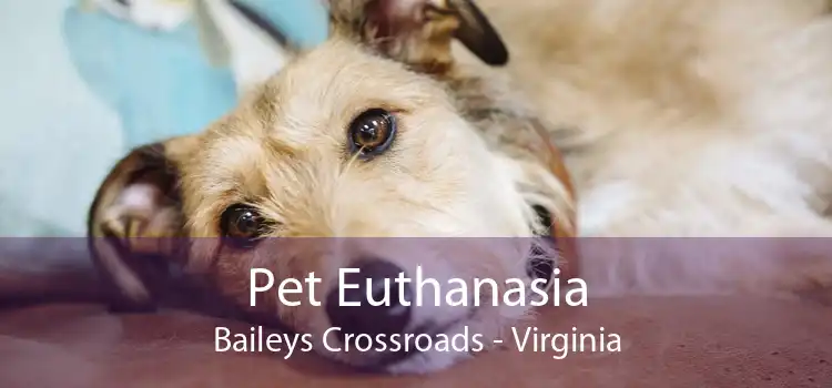 Pet Euthanasia Baileys Crossroads - Virginia
