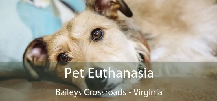 Pet Euthanasia Baileys Crossroads - Virginia