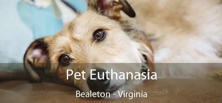 Pet Euthanasia Bealeton - Virginia