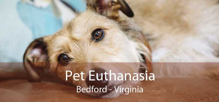 Pet Euthanasia Bedford - Virginia