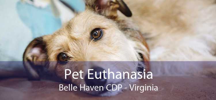 Pet Euthanasia Belle Haven CDP - Virginia
