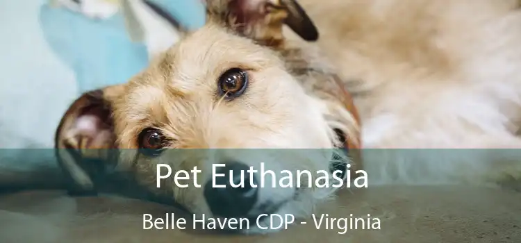 Pet Euthanasia Belle Haven CDP - Virginia