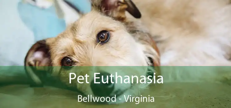 Pet Euthanasia Bellwood - Virginia