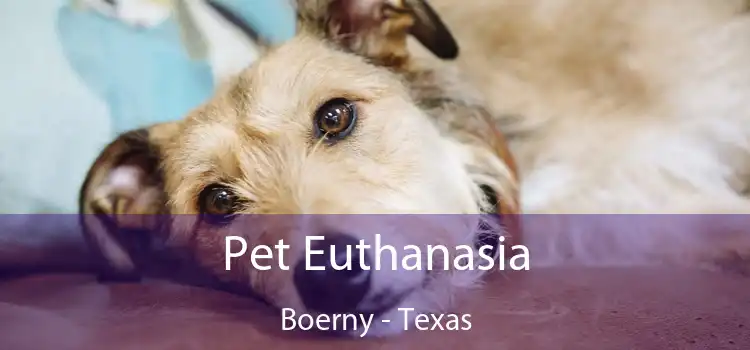 Pet Euthanasia Boerny - Texas