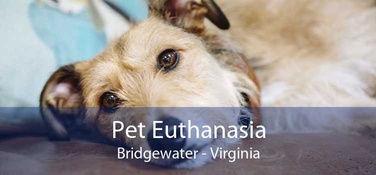 Pet Euthanasia Bridgewater - Virginia