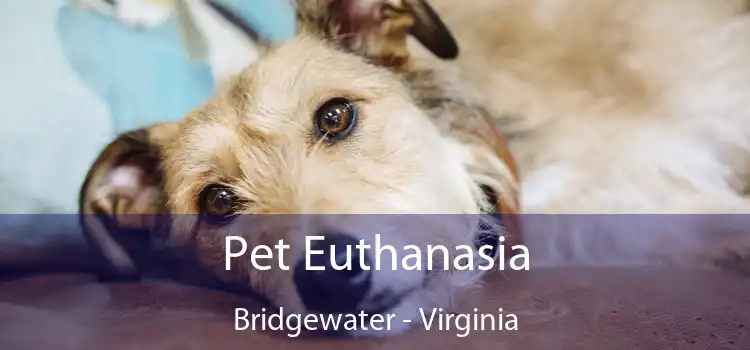 Pet Euthanasia Bridgewater - Virginia