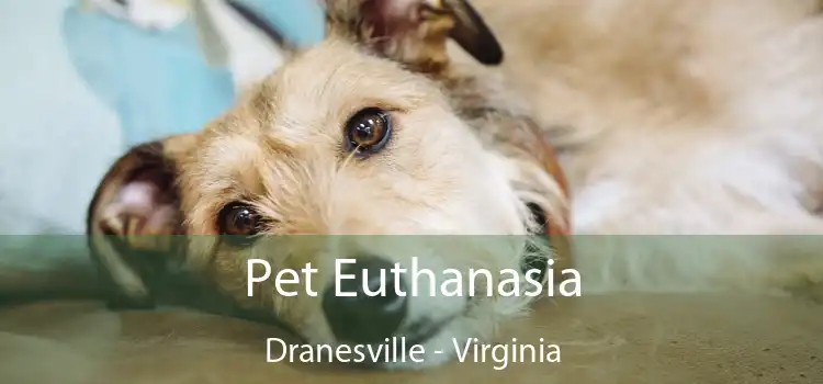 Pet Euthanasia Dranesville - Virginia