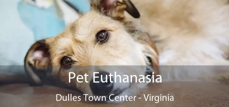 Pet Euthanasia Dulles Town Center - Virginia