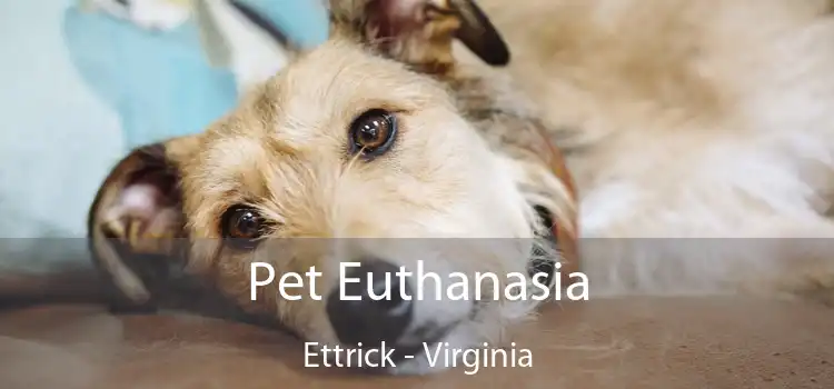 Pet Euthanasia Ettrick - Virginia