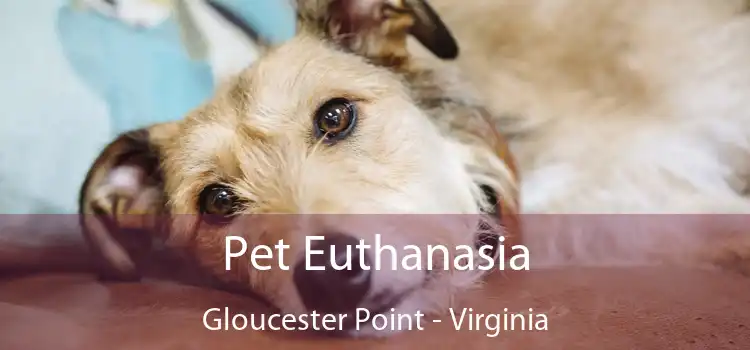 Pet Euthanasia Gloucester Point - Virginia