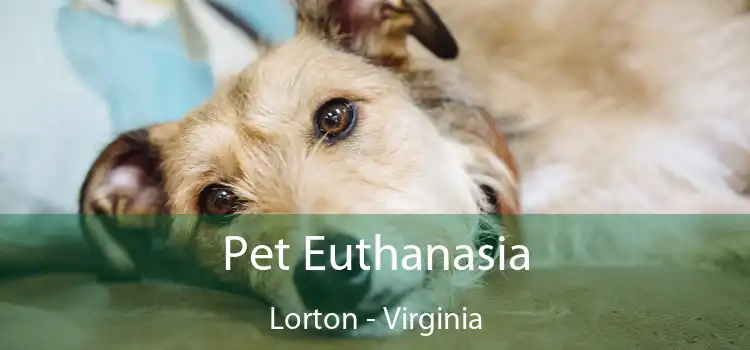 Pet Euthanasia Lorton - Virginia