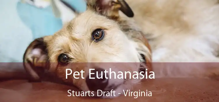 Pet Euthanasia Stuarts Draft - Virginia