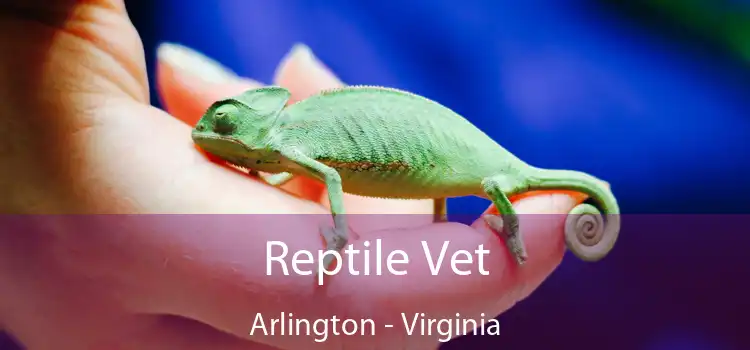 Reptile Vet Arlington - Virginia