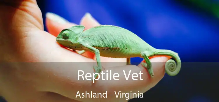 Reptile Vet Ashland - Virginia