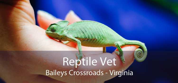 Reptile Vet Baileys Crossroads - Virginia