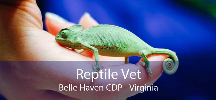 Reptile Vet Belle Haven CDP - Virginia