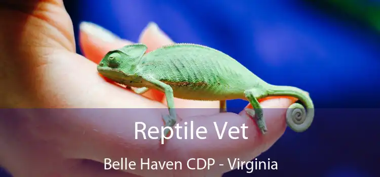 Reptile Vet Belle Haven CDP - Virginia