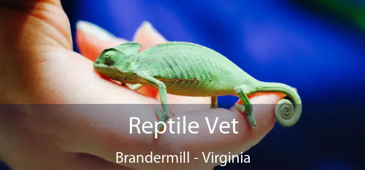 Reptile Vet Brandermill - Virginia