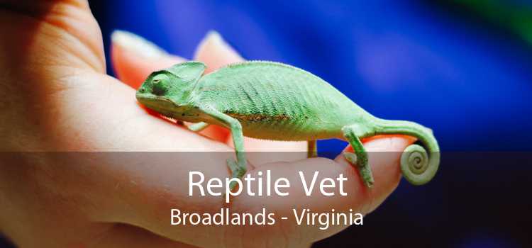 Reptile Vet Broadlands - Virginia