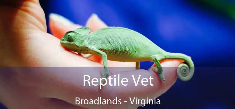 Reptile Vet Broadlands - Virginia