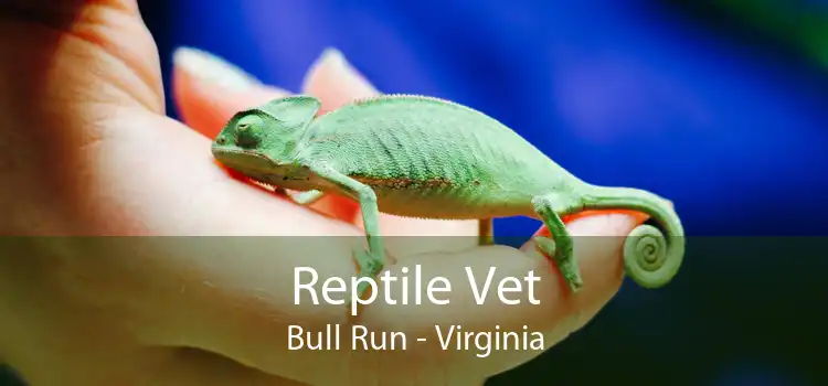 Reptile Vet Bull Run - Virginia