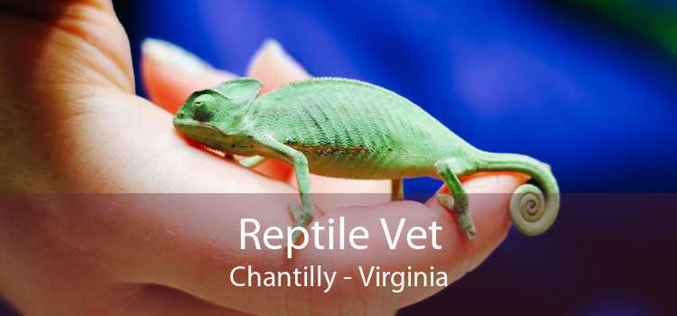 Reptile Vet Chantilly - Virginia