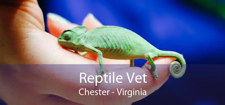 Reptile Vet Chester - Virginia