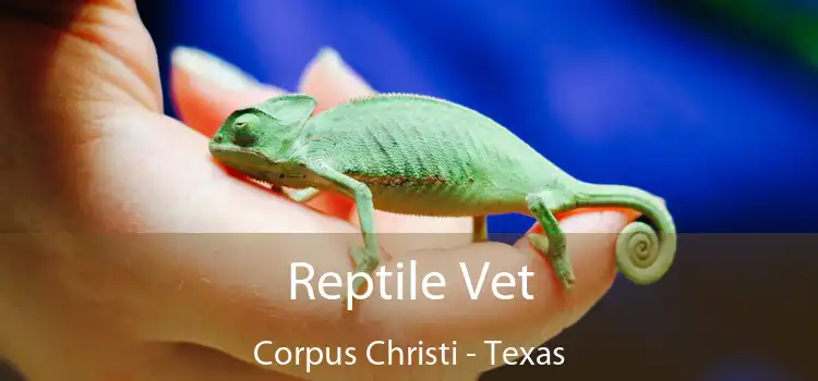 Reptile Vet Corpus Christi - Texas