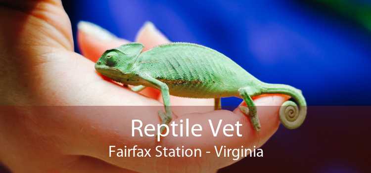 Reptile Vet Fairfax Station - Virginia