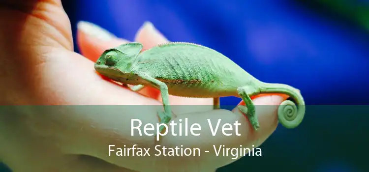 Reptile Vet Fairfax Station - Virginia