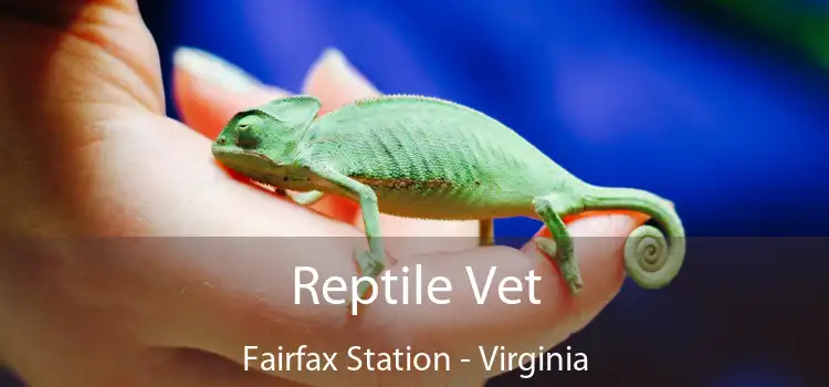 Reptile Vet Fairfax Station - Virginia