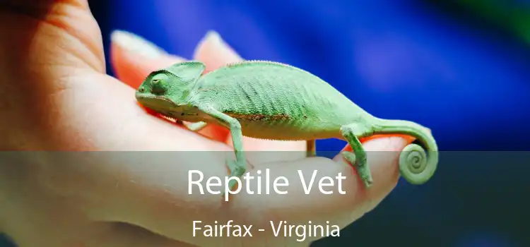 Reptile Vet Fairfax - Virginia