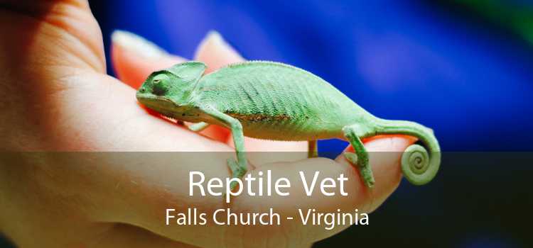 Reptile Vet Falls Church - Virginia