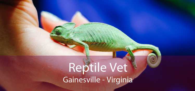 Reptile Vet Gainesville - Virginia