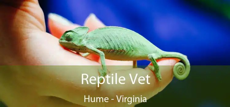 Reptile Vet Hume - Virginia