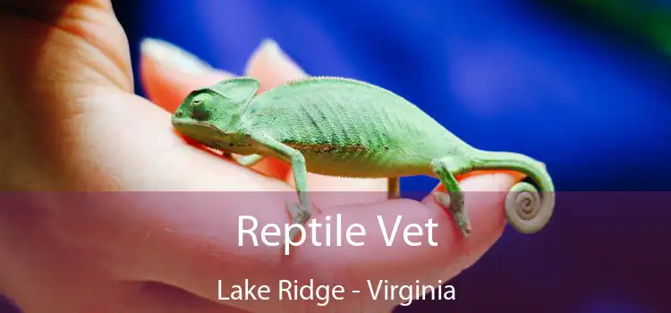 Reptile Vet Lake Ridge - Virginia