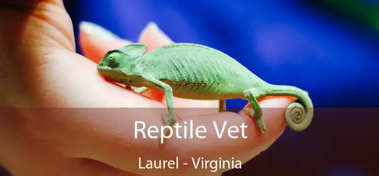 Reptile Vet Laurel - Virginia