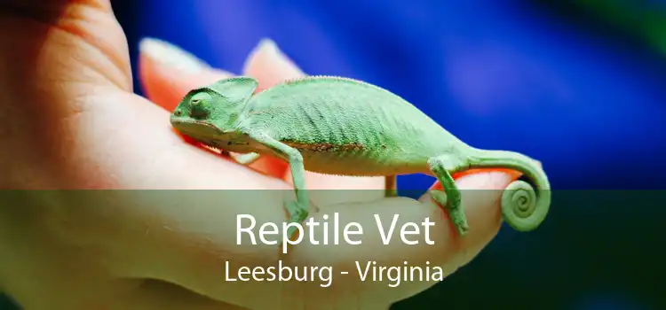 Reptile Vet Leesburg - Virginia