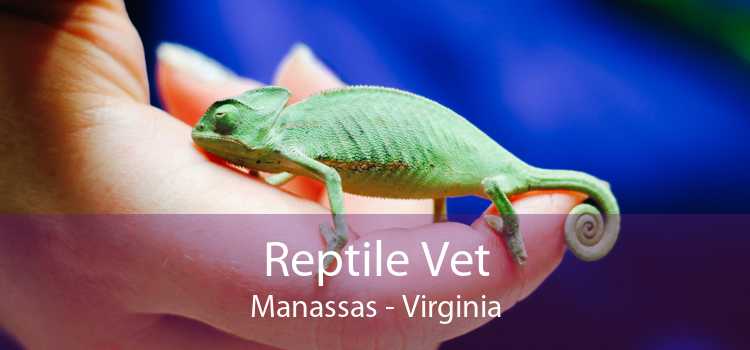 Reptile Vet Manassas - Virginia
