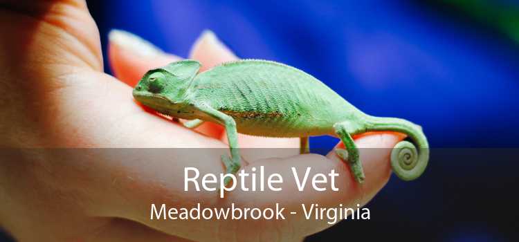 Reptile Vet Meadowbrook - Virginia
